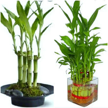 Lucky Bamboo Plant 4" Stalks - 7 Stalks Live Plant for Feng Shui, Wedding Favors - Dracaena sanderiana