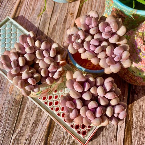 Live Succulent Graptopetalum amethystinum Bare Root Plant for Indoor & Wedding Decor - Easy-Care Greenery