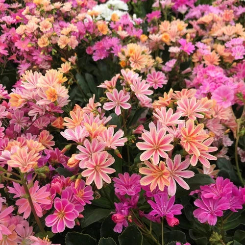 Lewisia cotyledon Live Starter Plant - Rainbow Mix Succulent for Rock Gardens in 2.5" Pot