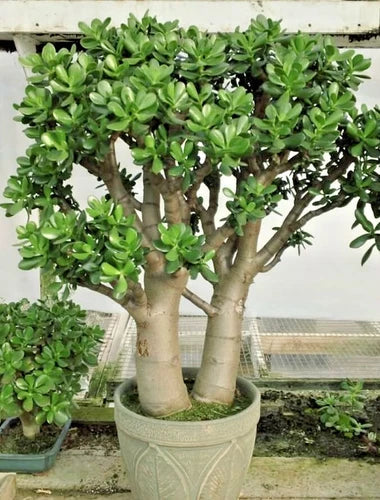 Crassula Ovata Succulent Plant - 2in Pot - Low Maintenance Jade Plant - Hardy Indoor Houseplant - Live Green Decor