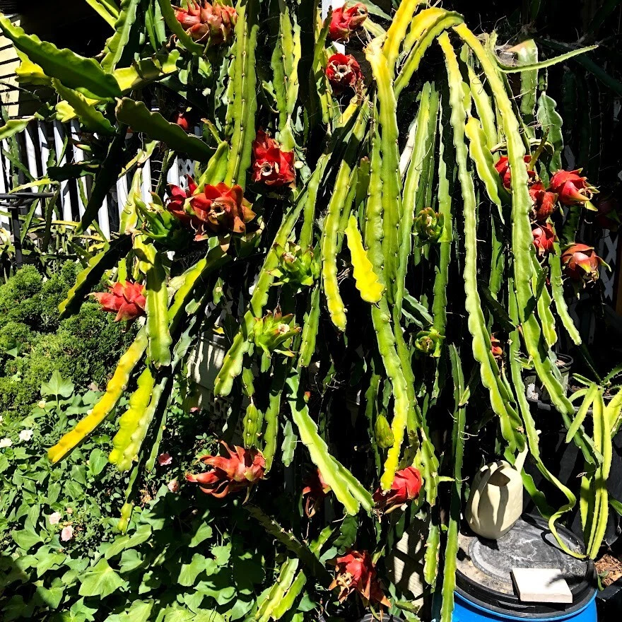 Red Dragon Fruit Cuttings – 5 Live Pitaya Clippings with 1 Rooted Plant, Tropical Cactus for Garden & Container Planting