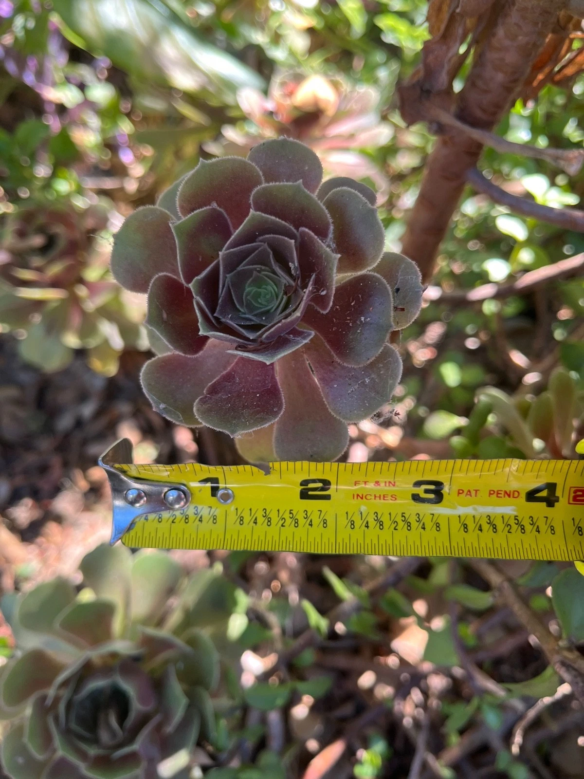Fresh Succulent Cuttings 3pcs | Live Mixed Brown & Green Varieties | Easy Rooting Propagation Plants for DIY Arrangements