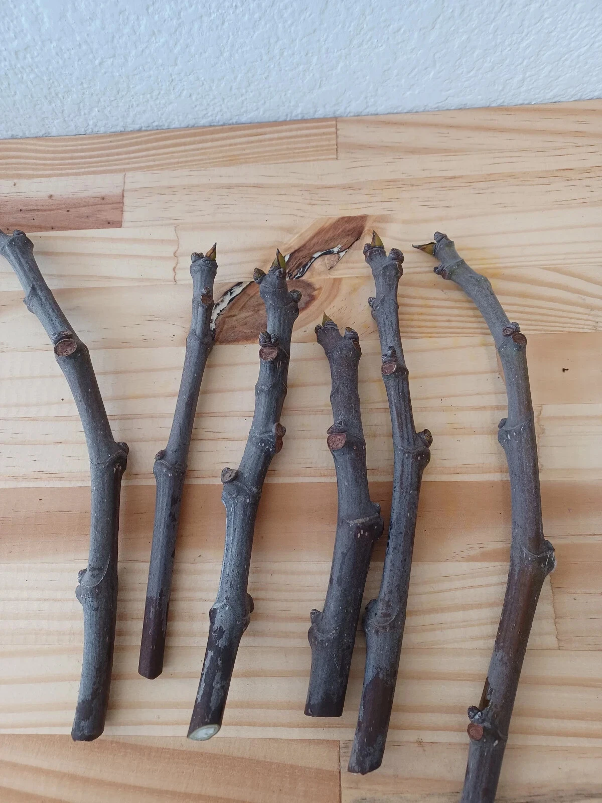 Brown Turkey Fig Cuttings – 6 Improved Ficus carica Cuttings, Unrooted Hardwood Starts for Planting, Sweet Fruit Fig Tree Starter