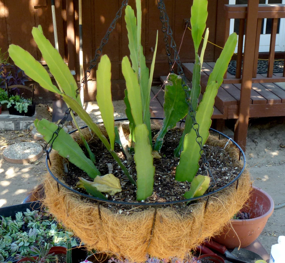 Epiphyllum hookeri Orchid Cactus Cuttings – 2 Live Unrooted 8–10 Inches, Night Blooming Fragrant Flowers, Indoor/Outdoor Plant