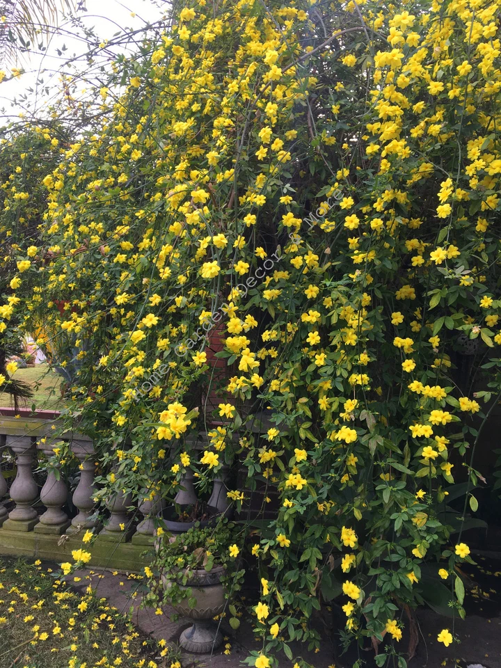 Winter Jasmine Cuttings – 5 Unrooted Jasminum nudiflorum, Yellow Flowering Vine, 12 Inches for Propagation and Planting
