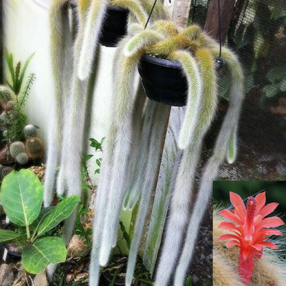 Monkey Tail Cactus Cutting – Hildewintera Colademononis 10 Inch Live Succulent Cutting for Planting