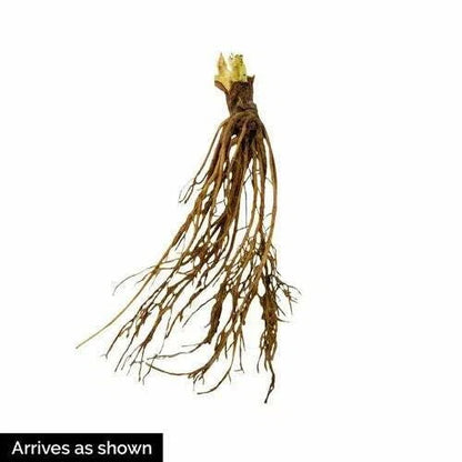 Jewel Strawberry Plants (25 Bare Root) – June-Bearing Variety – Large Sweet Berries – High Yield & Cold Hardy Garden Fruit