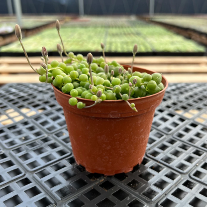 String of Pearls Plant – Fully Rooted Senecio rowleyanus in 4in Pot, Trailing Succulent for Indoor Decor