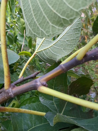 Bordissot Blanca Rimada Fig Tree Cuttings Unrooted, Ficus Carica Scions for Propagation and Grafting Set of 6