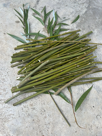 Hybrid Willow Tree Cuttings Unrooted, Salix Live Scions for Propagation and Garden Planting Set of 50