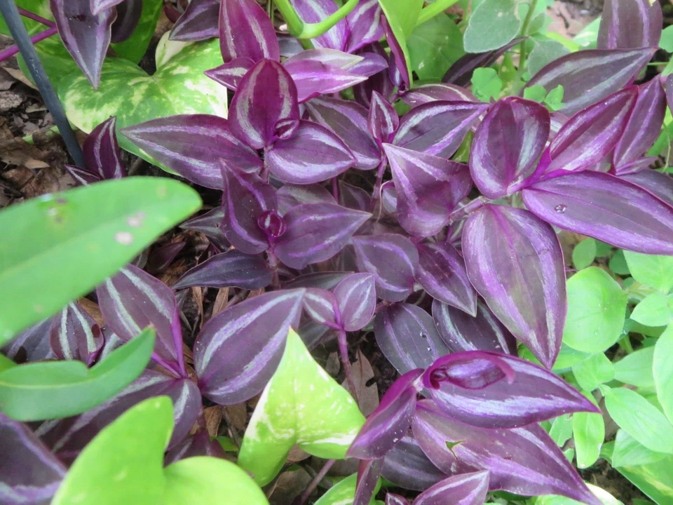 Unrooted Live Houseplant Cuttings - Tradescantia zebrina ‘Burgundy’ Trailing Foliage Plant