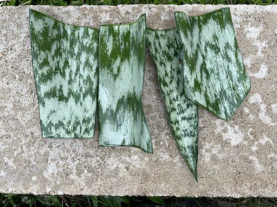 Sansevieria Snake Plant Leaf Cuttings Hawaii Grown Starter Cuttings for Propagation Indoor Houseplant Set of 4