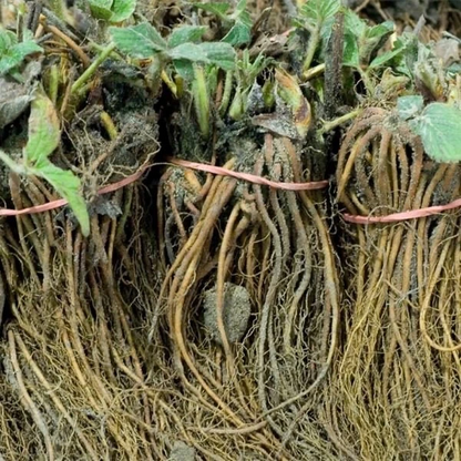 Fort Laramie Everbearing Strawberry Bare Roots Set of 10, Cold Hardy Strawberry Plants for Garden and Container Growing