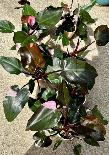 Pink Princess Philodendron Cutting for Planting – Variegated Philodendron erubescens Node Cutting, Indoor Houseplant