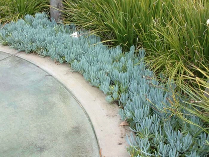 Blue Chalk Sticks Succulent Cuttings Set of 2 Senecio Mandraliscae Unrooted Live Plants