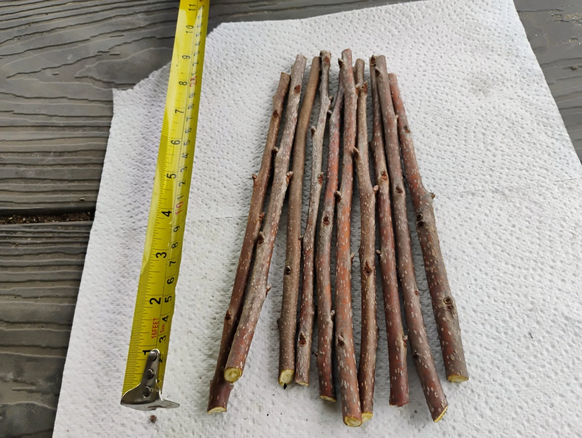 10 Fuyu Persimmon Tree Cuttings Diospyros Kaki Unrooted 8 Inch for Grafting Fruit Tree Planting