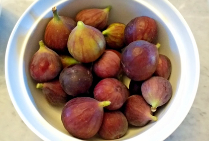 Fig Tree Cuttings 3 Pieces Unrooted Ficus Carica Hardwood Cuttings for Rooting or Grafting