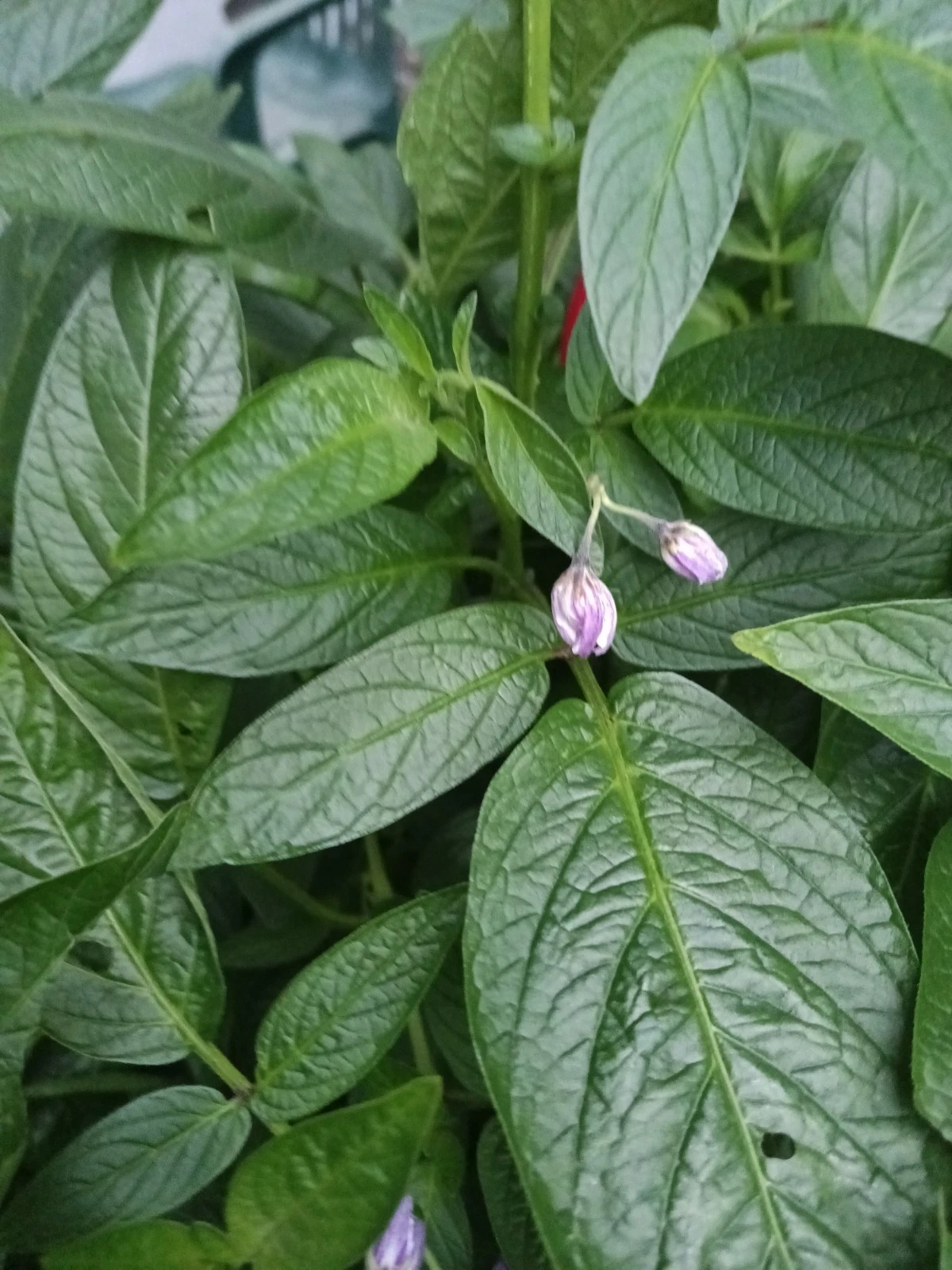 Pepino Melon Stem Cuttings, Solanum muricatum, Fruit Plant Propagation, Live Plant Cuttings for Gardening and Growing