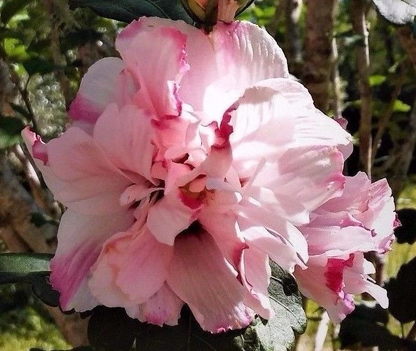 Double Pink Rose of Sharon Live Plant – Hibiscus syriacus Althea Starter 6–12 Inch Tall Flowering Shrub