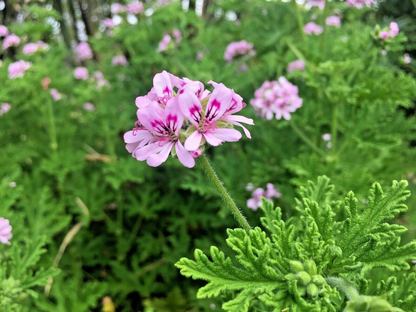 Lemon Scented Geranium Cuttings – 3 Pelargonium Citronella Live Plant Cuttings, Pink Flowers, Fragrant Foliage