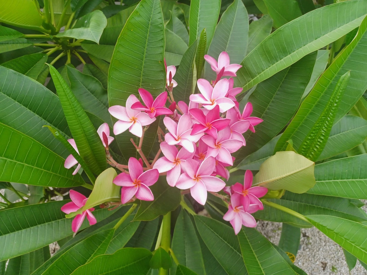 Plumeria Cuttings for Planting – Fresh Frangipani Stems, Flower Color as Shown in Photo