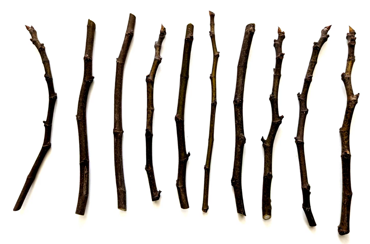 Unrooted Chicago Hardy Fig Tree Cuttings – 10 Hardwood Propagation Cuttings, 9–10 Inches, Ficus carica ‘Chicago Hardy’