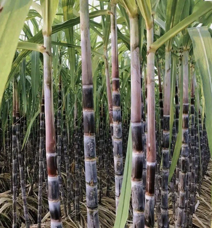Dark Purple Sugarcane Cuttings – 5 Live Saccharum officinarum Cane Pieces, Ready to Plant, Tropical Garden Plant