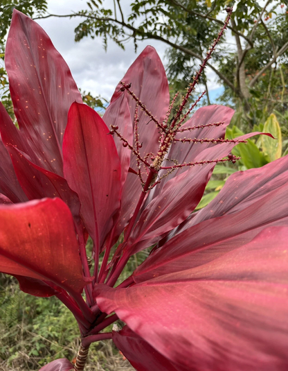 Hawaiian Lilinoe Red Ti Plant Cuttings for Planting – 6 Fresh 6 Inch Starter Logs, Cordyline fruticosa