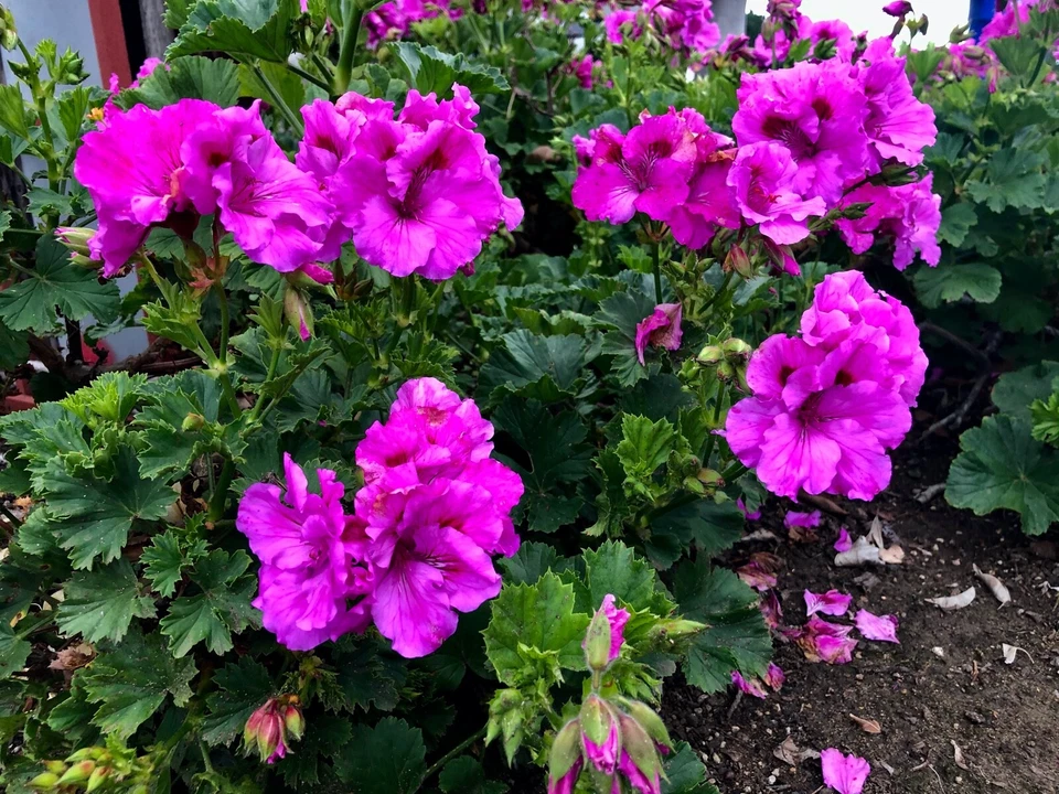 Purple Regal Geranium Cutting – 6-8 Inch Unrooted Pelargonium Propagation Plant for Garden or Container