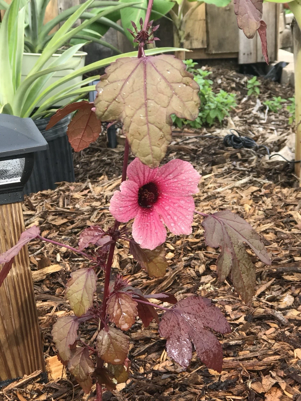Cranberry Hibiscus Live Plant Cuttings – Hibiscus acetosella Ornamental & Culinary Garden Plant