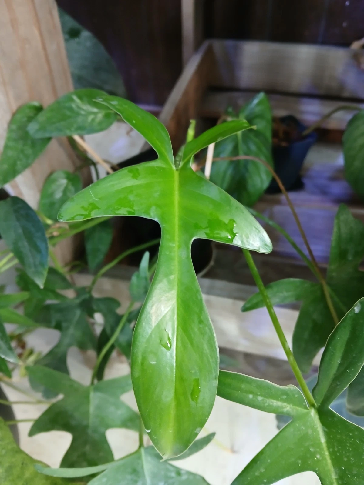 Philodendron Glad Hands Cuttings – 5 Live Unrooted Tropical Houseplant Stems for Propagation