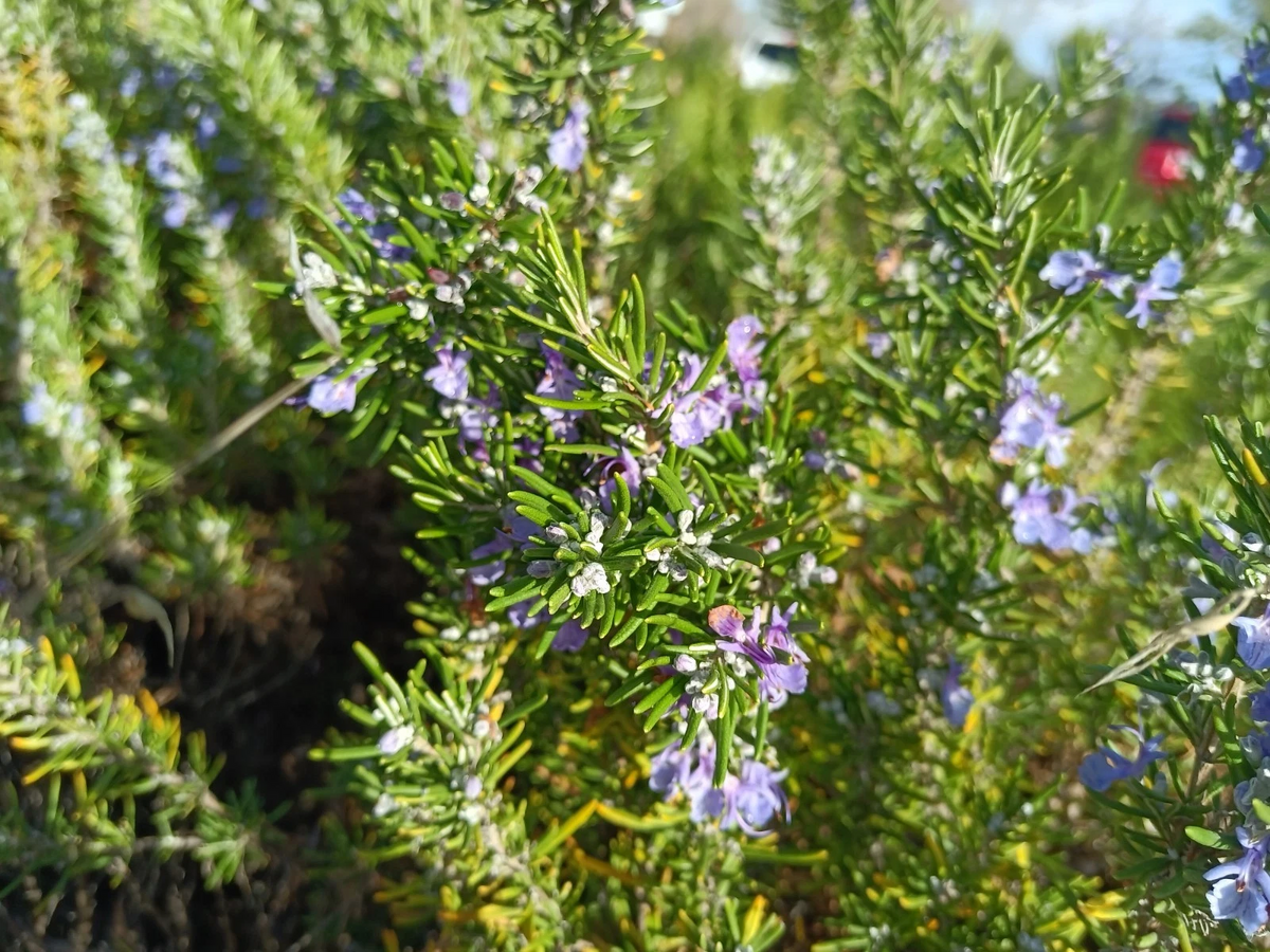 Organic Rosemary Cuttings – 12 Pack Live 10" Herb Stems, Salvia rosmarinus Starts for Growing, Fragrant Culinary Garden Plant