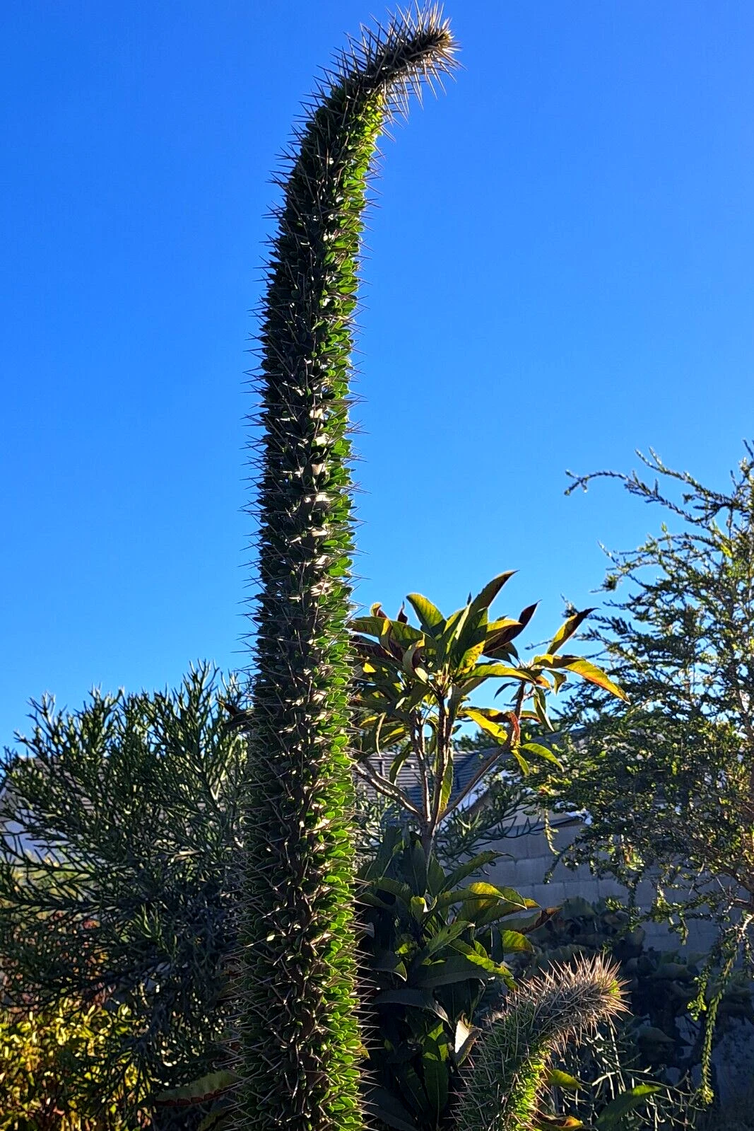 Didierea trollii Succulent Cutting – 28–32 Inches, Octopus Cactus Propagation, Unrooted Stem Cut, Architectural Succulent Plant