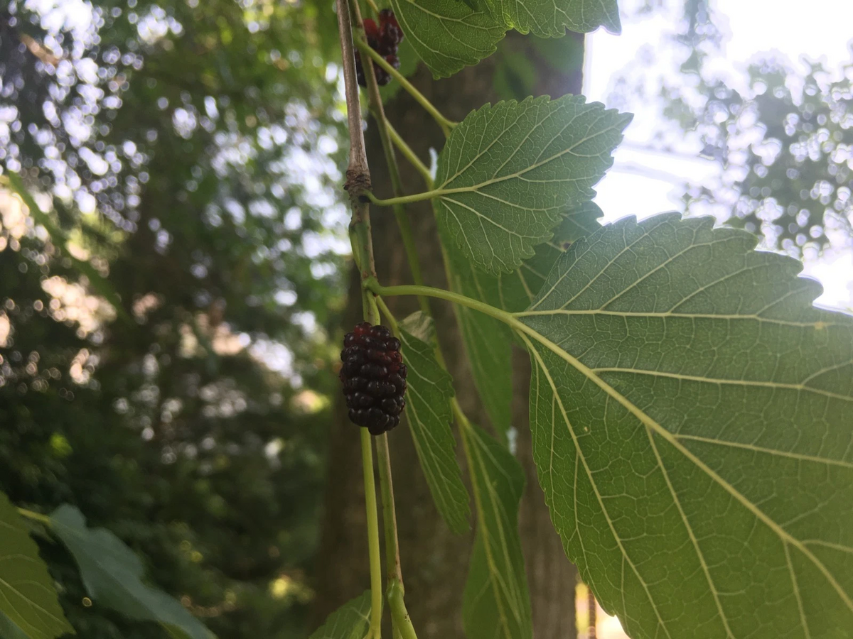 Mulberry Hardwood Cuttings – 15 Live Morus Propagation Cuttings, 5-10 Inches, Unrooted, Deciduous Tree for Garden or Orchard Planting