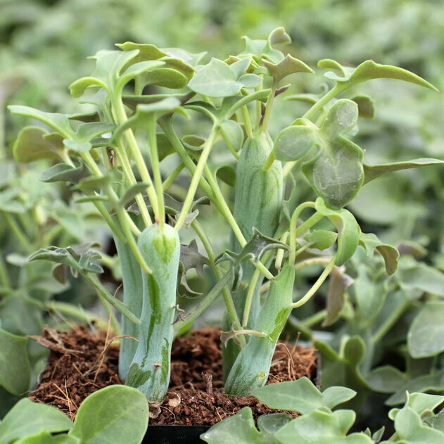 Senecio articulatus Candle Plant Cuttings - 2 Pack, 3 Inch Succulent Stems for Propagation, Indoor & Outdoor, Bright Light, Well-Draining Soil