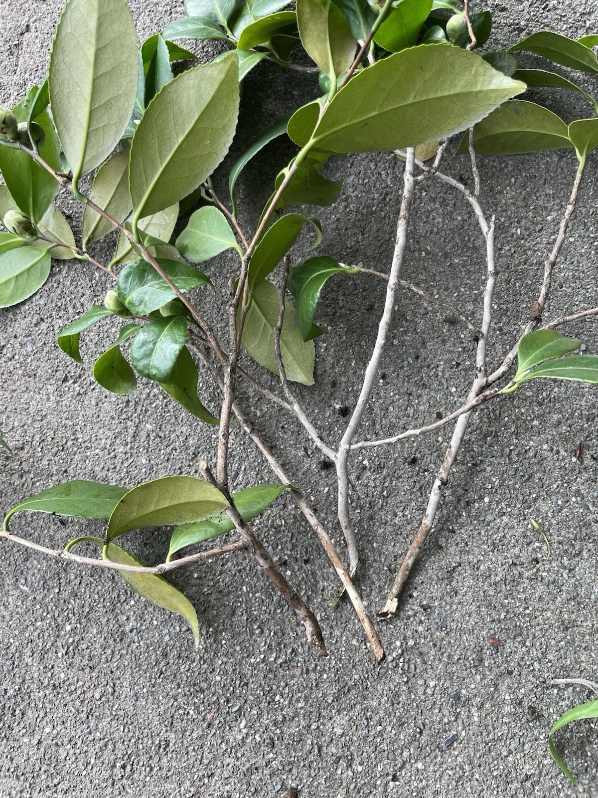Camellia japonica Cuttings – 4 Fresh Unrooted Pink & White Flowering Shrub Propagation