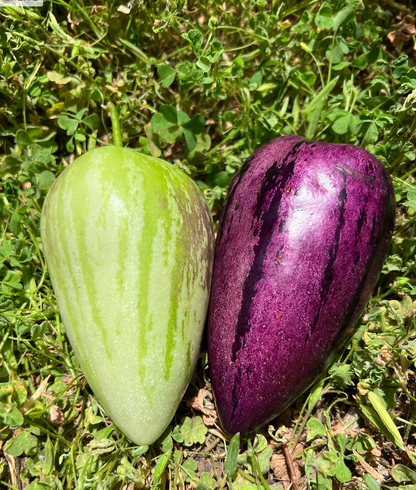 Pepino Melon Cuttings – Solanum muricatum, 8 Unrooted Cuttings 4 Gold and 4 Purple Varieties