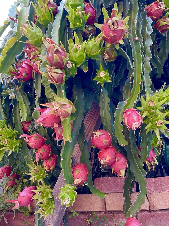 American Beauty Dragon Fruit Cuttings – 2 Unrooted Red Flesh Pitaya Cactus Propagation, 8–10 Inches Selenicereus/Hylocereus