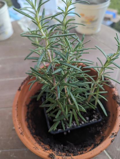 Rosemary Rooted Cuttings – Lot of 2 Live Salvia rosmarinus Plants 5–8 Inches, Bare Root Herb for Planting