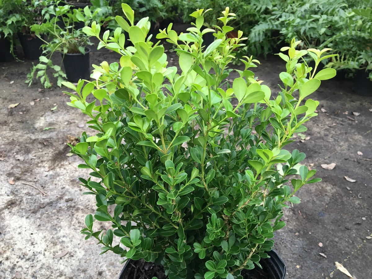Japanese Boxwood Cuttings – Set of 12 Unrooted Cuttings, Buxus microphylla Hedge Shrub for Garden Propagation