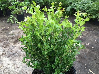 Japanese Boxwood Cuttings – Set of 12 Unrooted Cuttings, Buxus microphylla Hedge Shrub for Garden Propagation