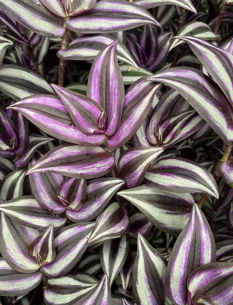 Tradescantia Zebrina Cuttings – 5 Organic Wandering Jew Stems for Rooting, Purple-Green Trailing Plant Starter