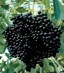 Elderberry Cuttings for Planting – 10 Unrooted Stems, Sambucus Shrub for Rooting