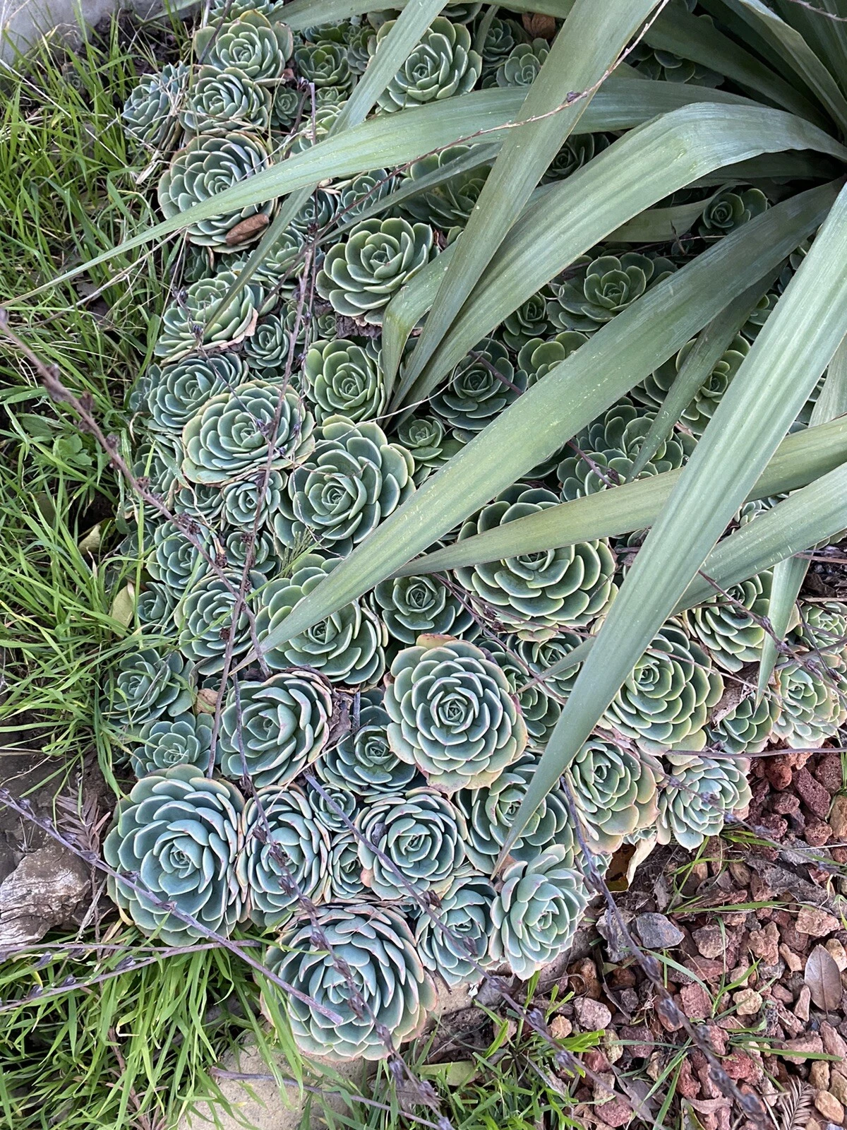 Echeveria secunda Cuttings – 5 Pack, 3-Inch Blue-Green Rosette Succulents for Pots, Arrangements, DIY Projects