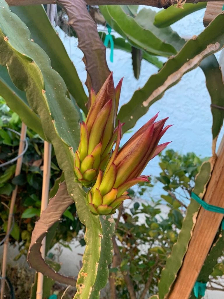 Dragon Fruit Cutting 10-14 Inch Pitaya Cactus Hylocereus spp. Unrooted Propagation Planting