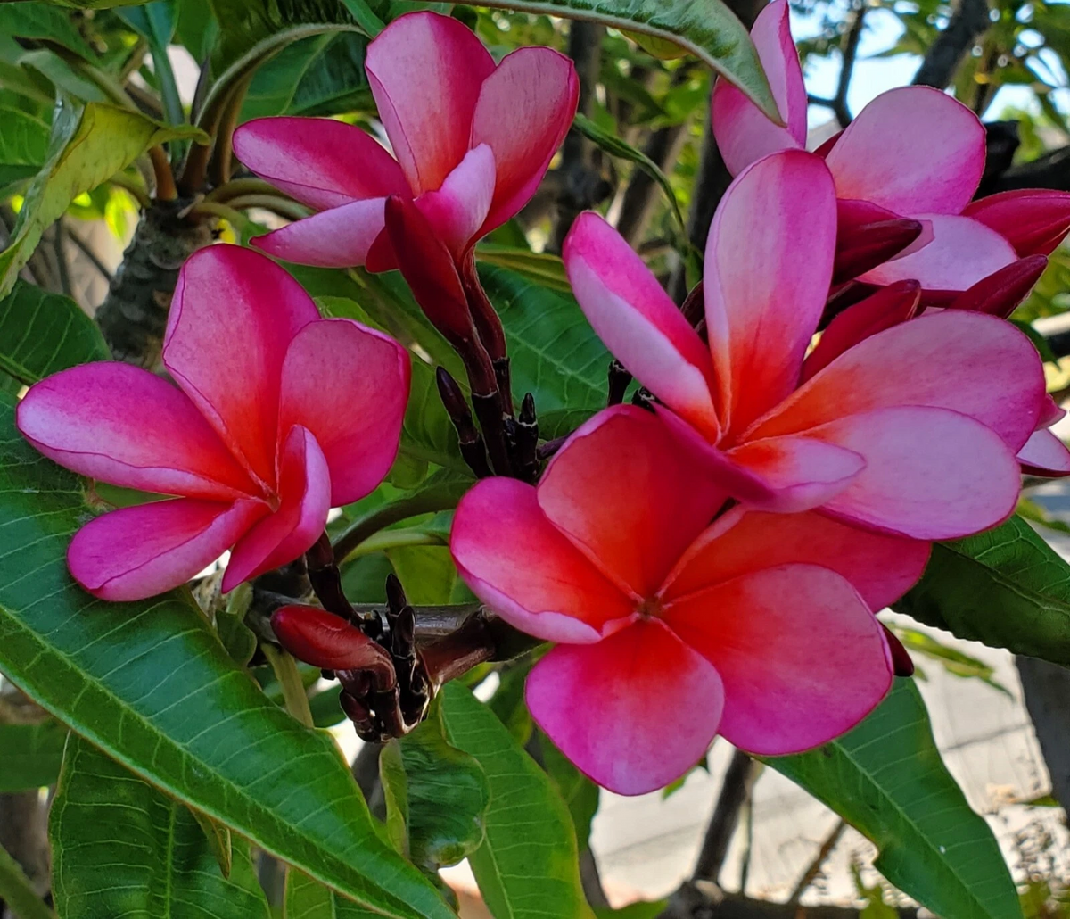 Plumeria Plant Cutting – Pink with Light Orange Hues, 7–12 Inch Unrooted Frangipani Cutting for Planting