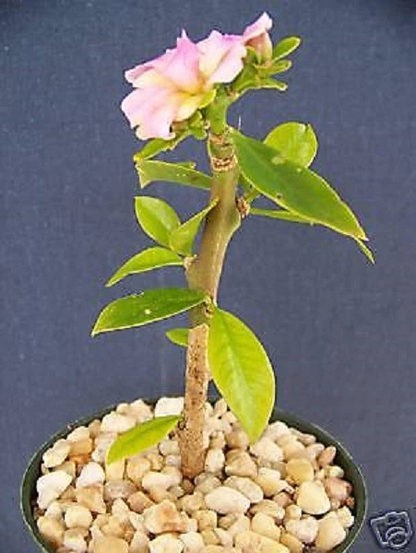 Pereskia grandifolia Live Cactus Plant, Succulent Caudex Bonsai Style in 4 Inch Pot for Planting