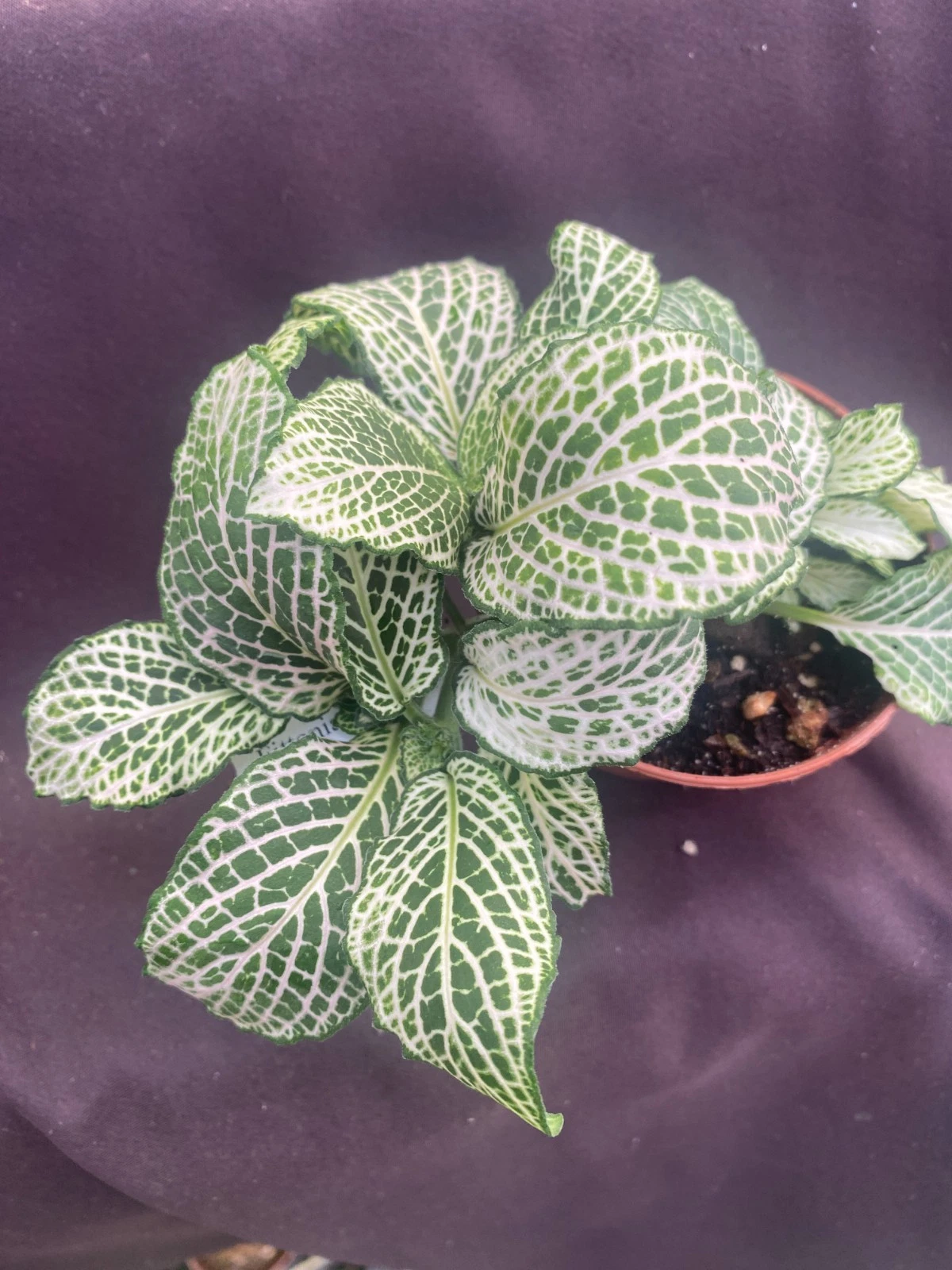 Fittonia Purple Snow Anne – Rooted Nerve Plant in 3 Inch Pot, Colorful Houseplant Starter