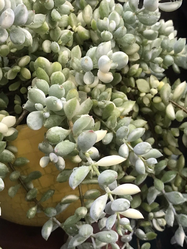 Variegated Cotyledon Pendens Cuttings – Rare Trailing Succulent, 3 Fresh 4-Inch Stems for Hanging Baskets & Indoor Decor