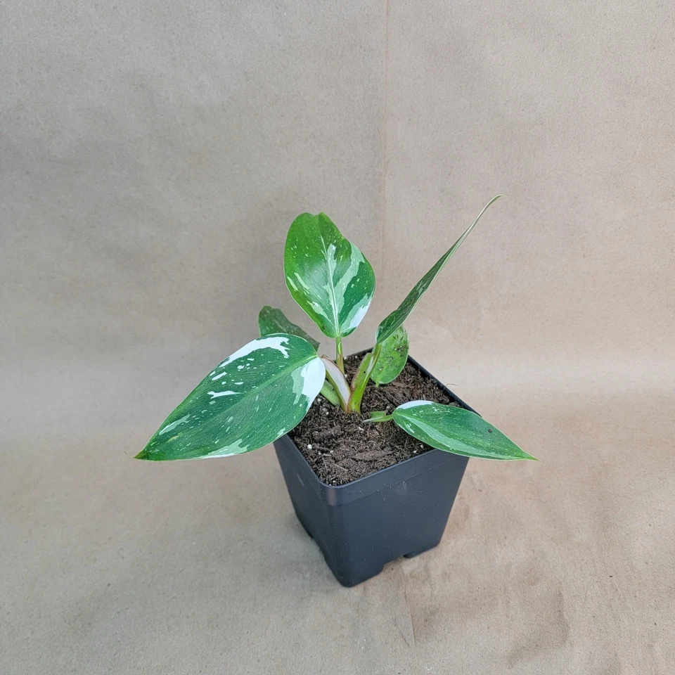 Philodendron White Princess Live Plant – 4-Inch Pot, Variegated White and Green Foliage, Indoor Houseplant, Tropical Aroid